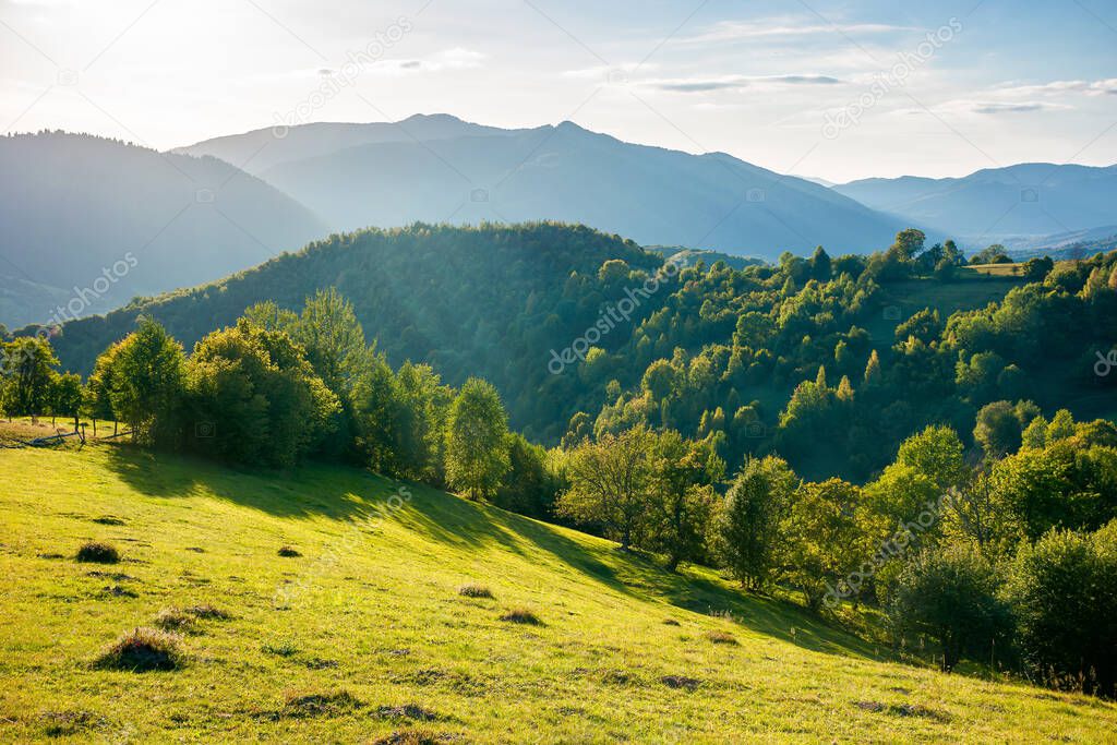 rural landscape in mountains at sunset. trees and fields on grassy rolling hills. beautiful countryside scenery of transcarpathia region, ukraine, in evening light. wonderful sunny weather in autumn