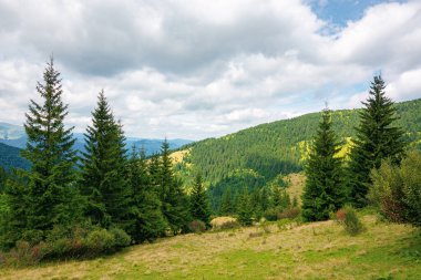 Vadi manzaralı dağlık bir yaz manzarası. Tepedeki ağaçlar Bulutlu bir öğleden sonra gökyüzünün altında