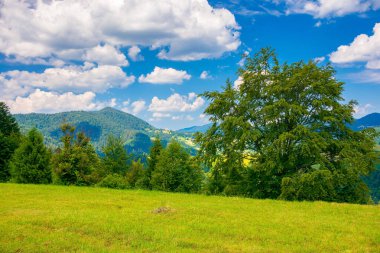 Dağlardaki kırsal yaz manzarası. Çimenli çayırdaki ağaçlar. Uzak tepelerdeki kırsal alanlar. Mavi gökyüzünde kabarık bulutlu güneşli bir manzara