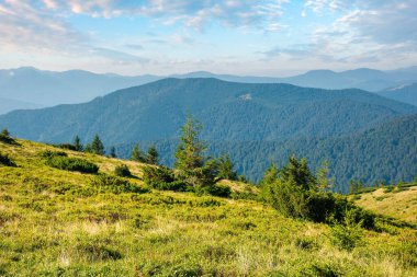 Yazın Karpatlar 'ın dağ manzarası. Çimenli dağlık çayırlarda ağaçların olduğu güzel bir kır manzarası. # Gökyüzünde yumuşak bulutlarla güneşli bir sabah #