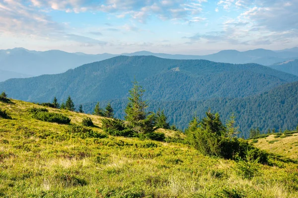 Carpathian Mountain Landscape Summertime Beautiful Countryside Scenery Trees Grassy Alpine — Stock Photo, Image