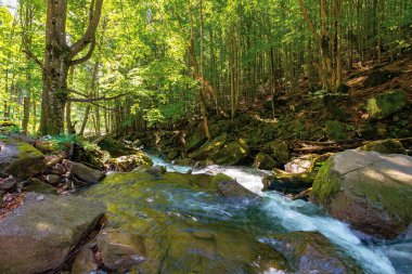 Kayın ormanındaki su akıntısı. Güneşli bir günde bahar doğa manzarası. Hızlı dere kayaların arasında akıyor. Kaya kıyısındaki ağaçlar yemyeşil yapraklar içinde.