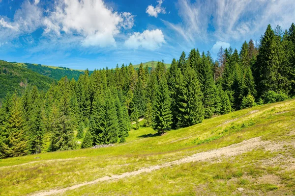 Bosco Conifere Sulla Collina Paesaggio Estivo Montagne Carpatiche Brillante Tramonto — Foto Stock