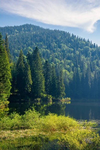 Landscape Mountain Lake Morning Peaceful Summer Landscape Coniferous Forest Body — Stock Photo, Image