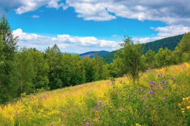 Çimenli yamaçtaki çayırda bir orman. bulutlu bir yaz gününde dağ manzarası