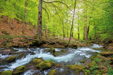 Nehir akıntısı olan huş ağacında güzel bir manzara
