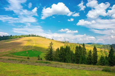 Gökyüzündeki bulutların altındaki çayırda bir orman. Yazın Karpat kırsalının güzel arka planı