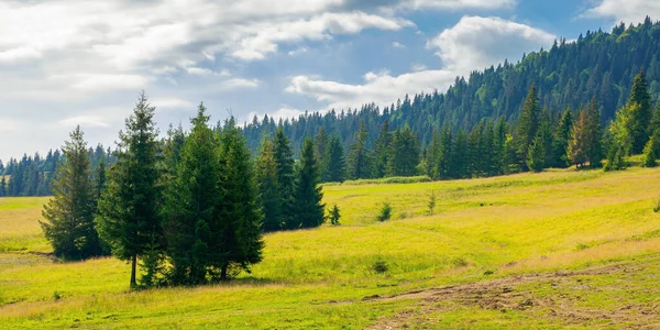 Spruce Forest Hills Meadows Summertime Mountain Landscape Morning — Stock Photo, Image