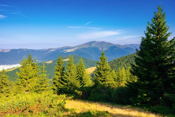 Coniferous Forest Mountain Hill Beautiful Summer Nature Scenery Morning Idyllic — Stock Photo, Image