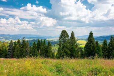 Gökyüzündeki bulutların altındaki çayırda bir orman. Yazın Karpat kırsalının güzel arka planı