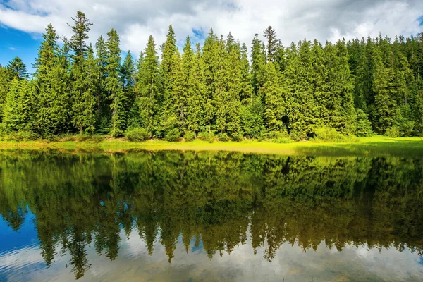 Lago Entre Floresta Abeto Árvores Que Refletem Sobre Superfície Água — Fotografia de Stock