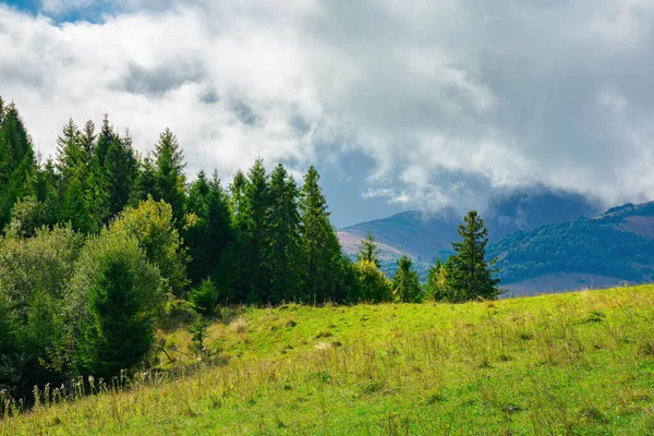 Smrkový Les Travnaté Kopcovité Louce Karpatská Horská Krajina Oblačném Letním — Stock fotografie