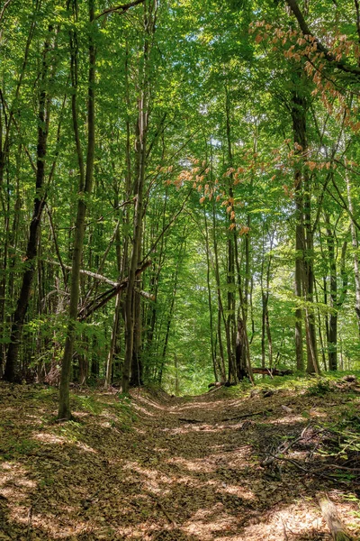 Stezka Prastarým Bukovým Lesem Tečkovaném Světle Krásná Příroda Karpat Létě — Stock fotografie