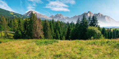 Yazın dağların birleşik manzarası. Vadinin aşağısındaki ladin ormanında. Uzakta yüksek kayalık tatra tepeleri var. Güzel güneşli bir gün