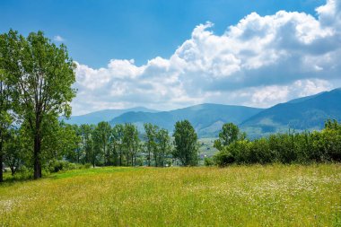 Yazın çimenli dağlardaki ağaçlar. Borzhava dağ sırtı uzakta. Volovets Valley 'den manzara. Ukraynalı Karpatların doğasında güzellik