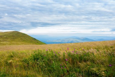Dağlarda yabani otlarla dolu bir çayır. Yazın sonlarında bulutlu bir sabahta harika bir kır manzarası.