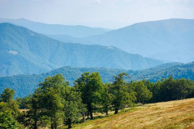 Çimenli tepedeki kayın ağaçları. Sonbaharın başlarında aydınlık bir günde Karpatlar 'ın dağ manzarası. Güneşli havada harika bir doğa manzarası. geri dönüş ülke konsepti