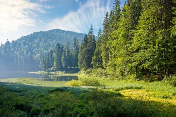 Mountain Lake Forest Morning Light Wonderful Summer Nature Scenery Coniferous — Stock Photo, Image