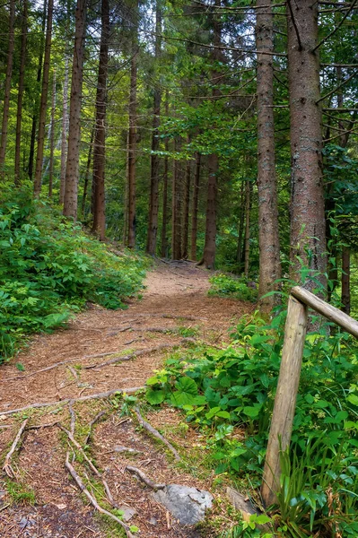 Bosque Coníferas Verano Camino Entre Los Árboles Hermoso Paisaje Natural —  Fotos de Stock