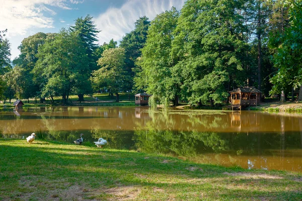 Oche Vicino Allo Stagno Nel Parco Zona Ricreativa Campagna Con — Foto Stock