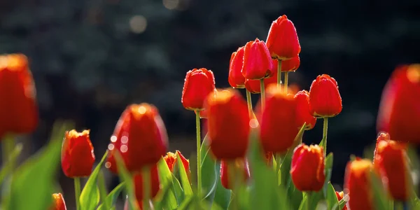 Red Tulips Garden Blooming Flowers Sunny Day Springtime Beautiful Nature — Stock Photo, Image