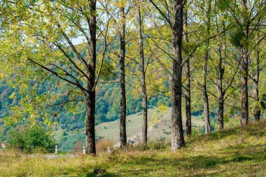 Çimenli çayırdaki ağaçlar. Sonbaharın başlarında kırsal bir dağ manzarası aydınlık bir öğleden sonra. Güneşli havada harika doğa manzarası. geri dönüş ülke konsepti