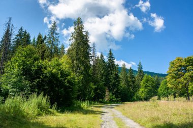 Ormandan geçen eski köy yolu. Yol boyunca çimenler. Dağlık kırlarda güneşli yaz manzarası