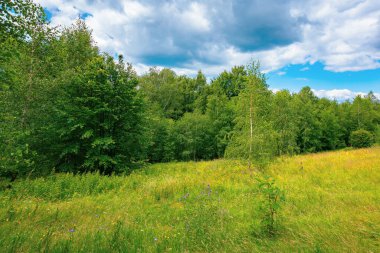 Çimenli yamaçtaki çayırda bir orman. bulutlu bir yaz gününde dağ manzarası