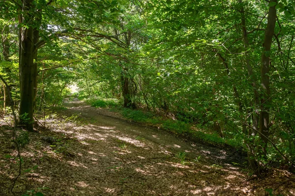Droga Gruntowa Przez Las Bukowy Wspaniałe Krajobrazy Karpackiej Przyrody Lecie — Zdjęcie stockowe
