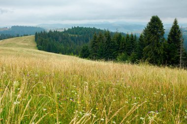 Çayırdaki uzun otlar. Tepelerdeki ladin ormanı. Yazın bulutlu bir günde dağ manzarası