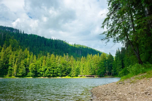 Синевирское Озеро Карпатского Национального Парка Прекрасный Летний Пейзаж Природы Солнечный — стоковое фото