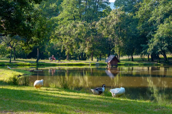 Oche Vicino Allo Stagno Nel Parco Zona Ricreativa Campagna Con — Foto Stock