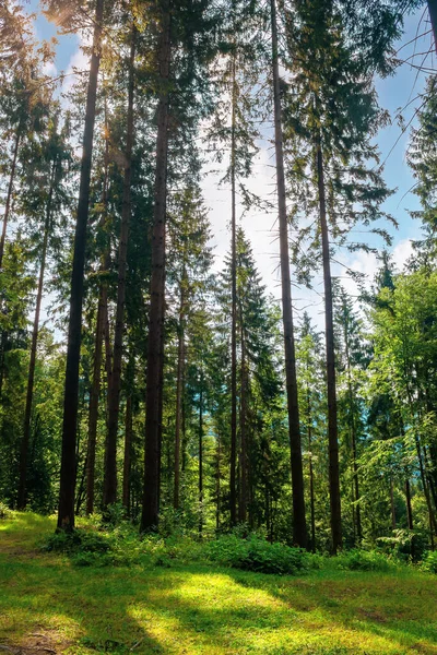 Mischwald Einem Sonnigen Sommertag Grasbewachsener Boden Fleckigem Licht Frische Der — Stockfoto