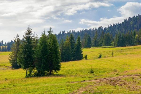 Dennenbomen Heuvels Weiden Zomer Berglandschap Vooravond — Stockfoto