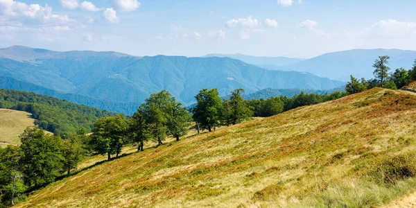 Bokträd Den Gräsbevuxna Kullen Karpaternas Bergslandskap Ljus Dag Tidig Höst — Stockfoto