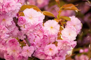 Ukrayna 'da çiçek açan pembe sakura çiçekleri. İlkbaharda kiraz çiçeği mevsimi. Çiçek arka planını kapat