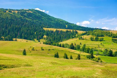 Dağlık kırsal kesimde kırsal alanlar. Çimen tepelerdeki ağaçlar. Güneşli bir günde yaz manzarası