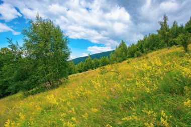 Çimenli yamaçtaki çayırda bir orman. bulutlu bir yaz gününde dağ manzarası