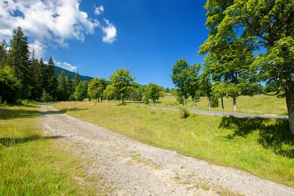 穿过山区农村的老乡道 美丽的夏季风景 路上的云杉树 阳光灿烂的天气 旅行内地的概念 — 图库照片