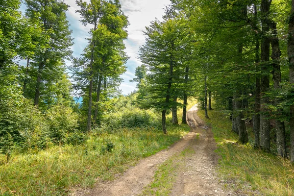 Estrada Rural Através Floresta Faia Paisagem Natural Verão Dappled Lite — Fotografia de Stock