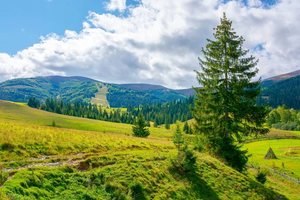 Hornatá Venkovská Krajina Slunečného Dne Smrkové Stromy Travnaté Louce Teplé — Stock fotografie