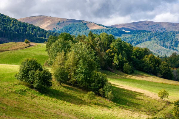 Çimenli Tepedeki Ağaçlar Sonbaharın Başlarında Güneşli Kır Manzarası Karpat Dağları — Stok fotoğraf