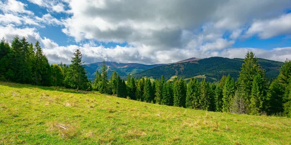 Fichtenwald Auf Der Grasbewachsenen Hangwiese Karpaten Berglandschaft Einem Bewölkten Sommertag — Stockfoto