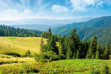 Tepelerdeki ladin ormanı. Karpat Dağları 'nın güzel doğa manzarası. Yaz tatili ve açık hava turizmi konsepti. Harika güneşli hava