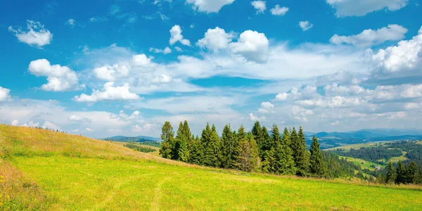 草の丘の上の森 夏のカルパチア山脈の美しい田園風景 青空にふわふわの雲が浮かぶ晴天 — ストック写真