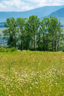 Yazın çimenli dağlardaki ağaçlar. Borzhava dağ sırtı uzakta. Volovets Valley 'den manzara. Ukraynalı Karpatların doğasında güzellik