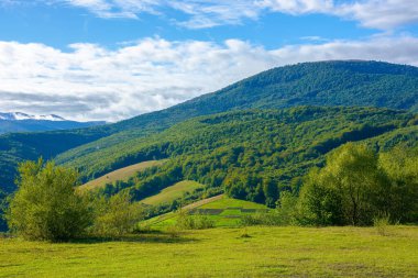 Sabah ışığında kırsal bir manzara. Güzel dağ manzarası. Tepedeki ağaçlar. Gökyüzündeki bulutlar. erken sonbahar havası