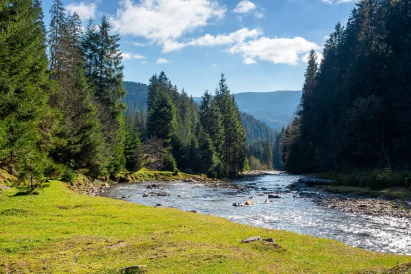 Krajina Řekou Horách Přírodní Scenérie Smrkovými Stromy Travnatém Břehu Kameny — Stock fotografie