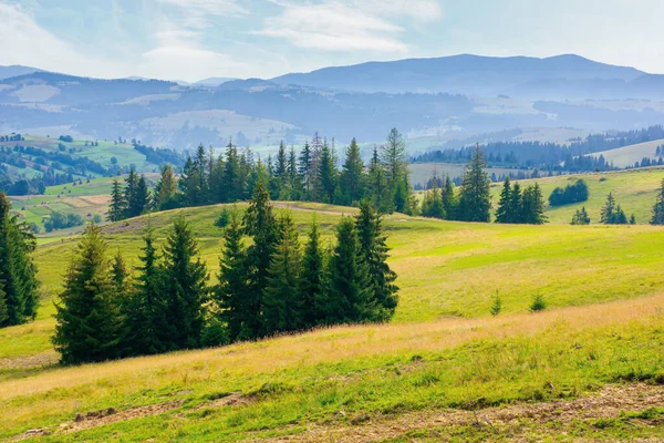 Sparrenbos Heuvels Weiden Zomertijd Berglandschap Ochtend — Stockfoto