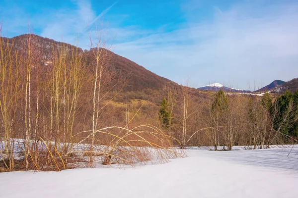 Forêt Sur Prairie Enneigée Beau Paysage Montagne Avec Pic Enneigé — Photo